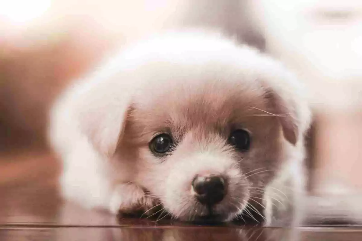Cachorro blanco y esponjoso acostado en el suelo con una expresión tierna.