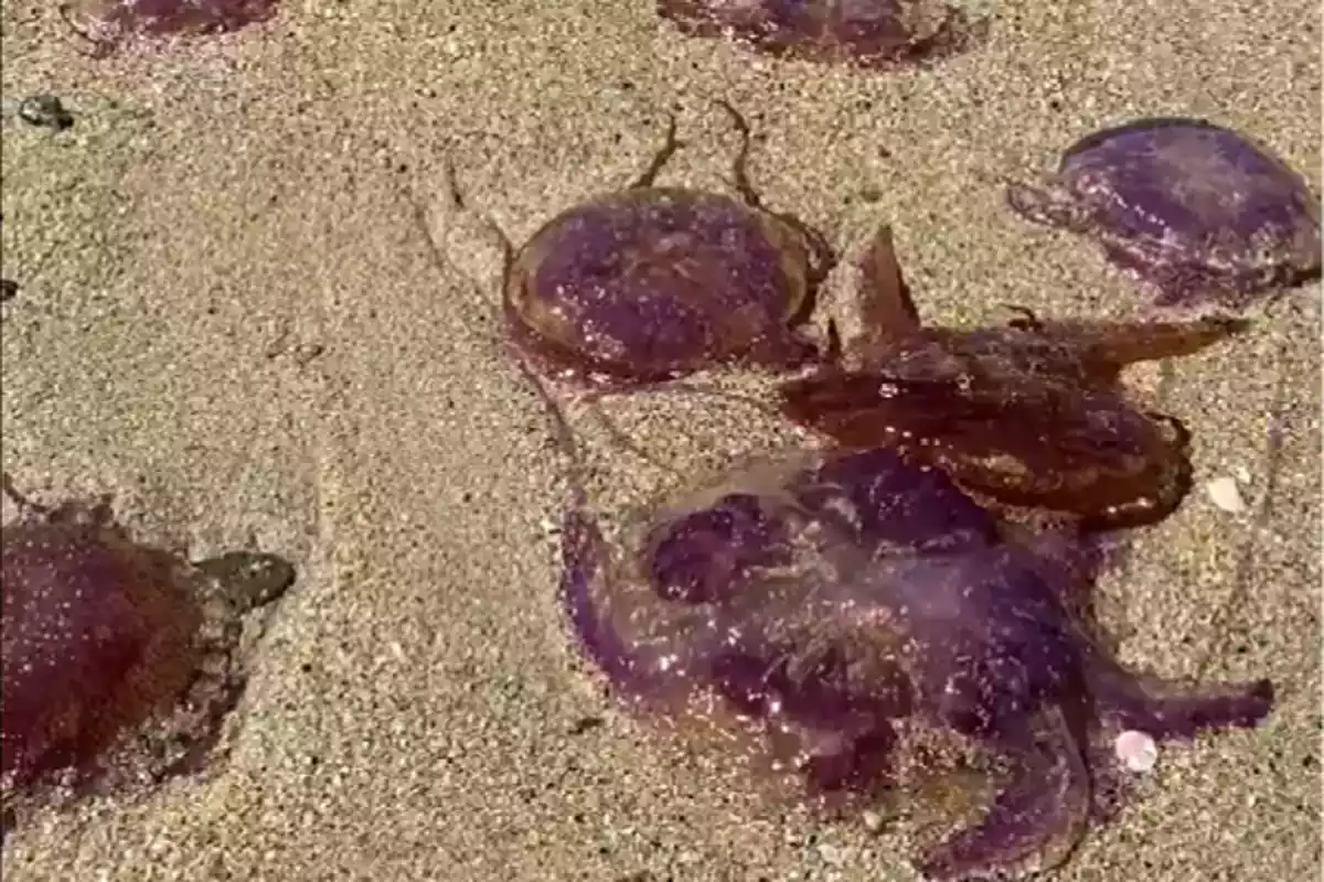 Medusas en la Playa de Roses