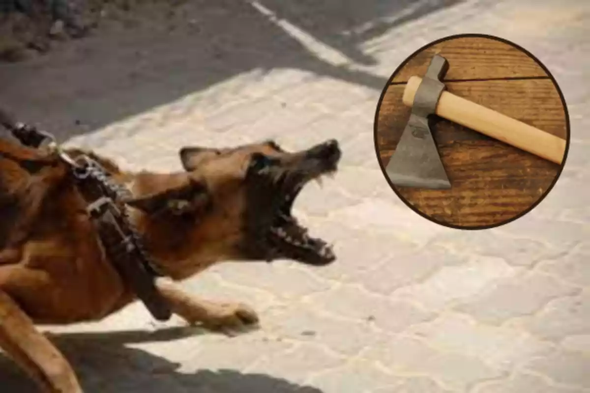 Un perro ha sido sacrificado con un hacha