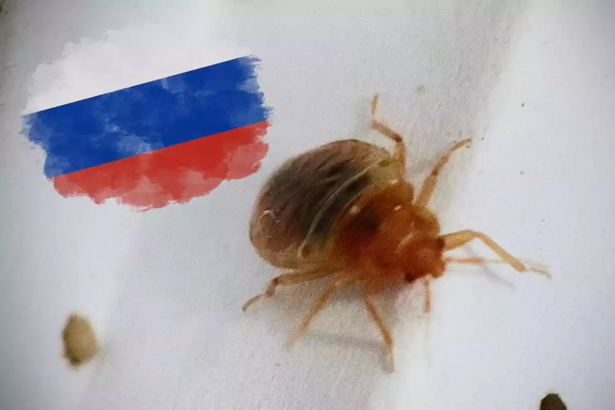 Un chinche en un fotomontaje con una bandera de Rusia