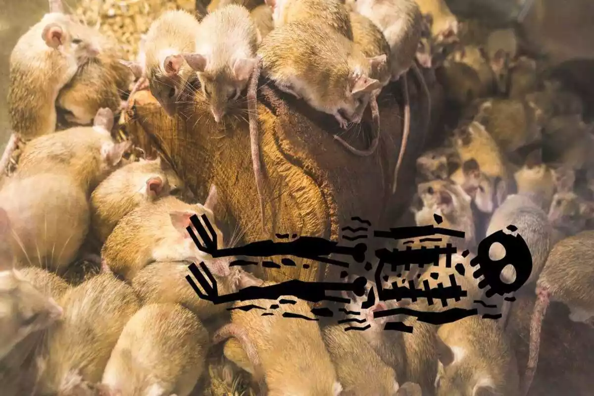 Fotomontaje de ratas con un cadáver
