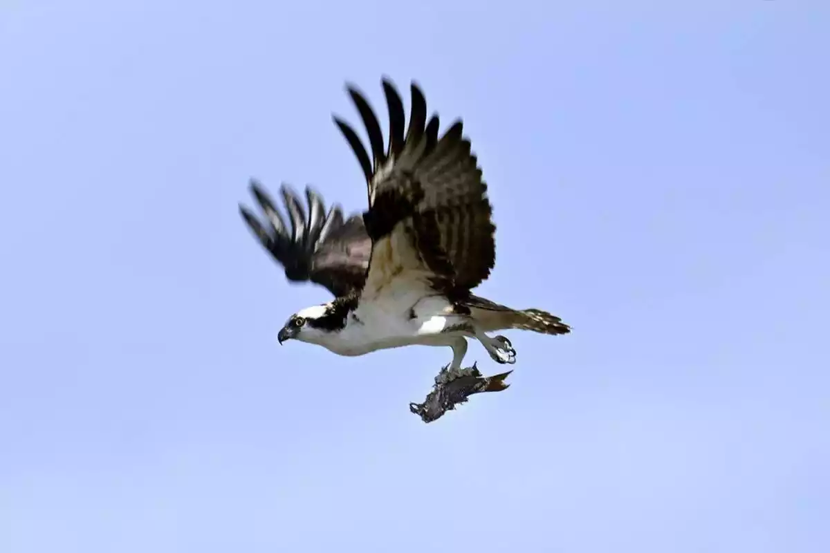 Un halcón volando