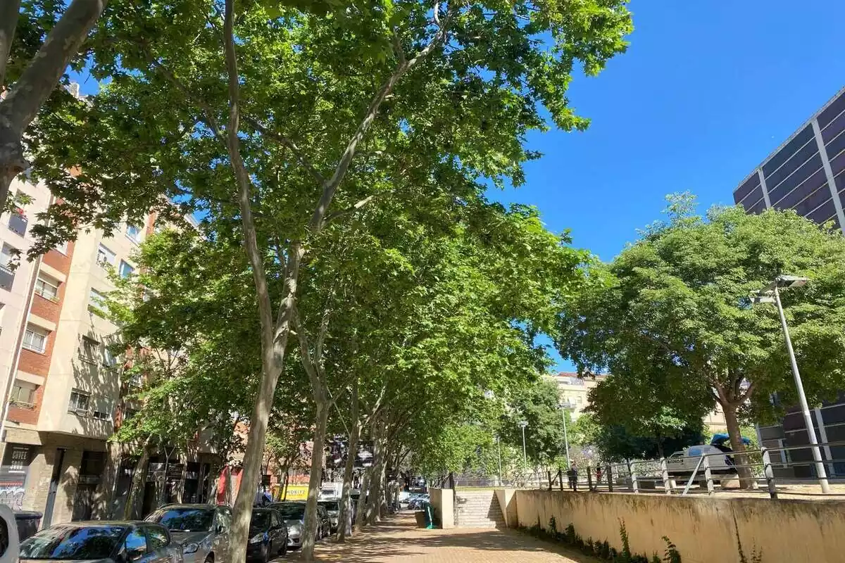 Unos árboles de Barcelona, en archivo