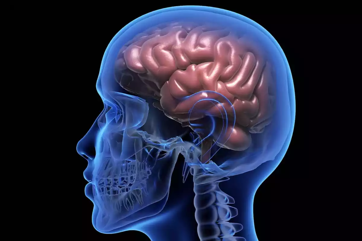 Imagen de archivo de un cerebro