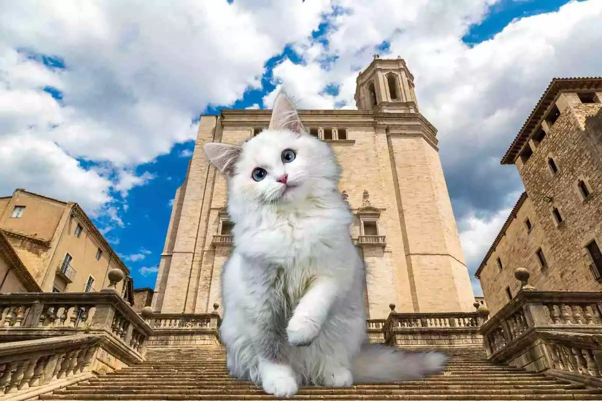 Un gato en Girona (fotomontaje)