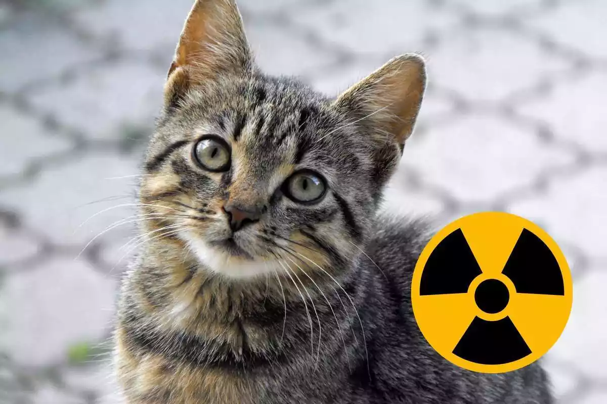 Imagen de un gato con un símbolo de radioactividad