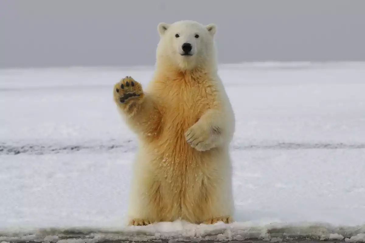 Un oso polar saluda a la cámara