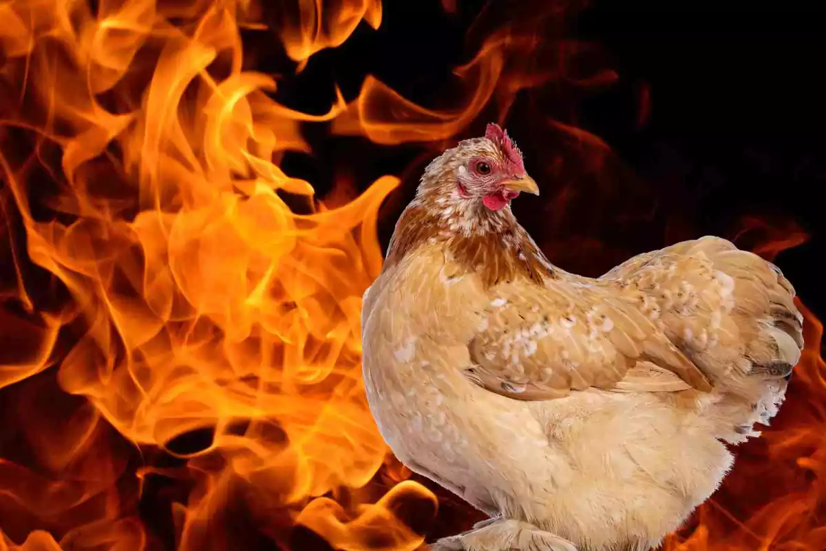 Imágen de una gallina rodeada de fuego