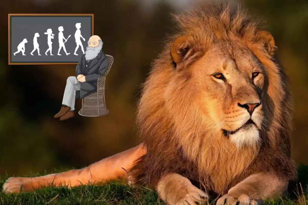 Un león en un fotomontaje con Darwin de fondo