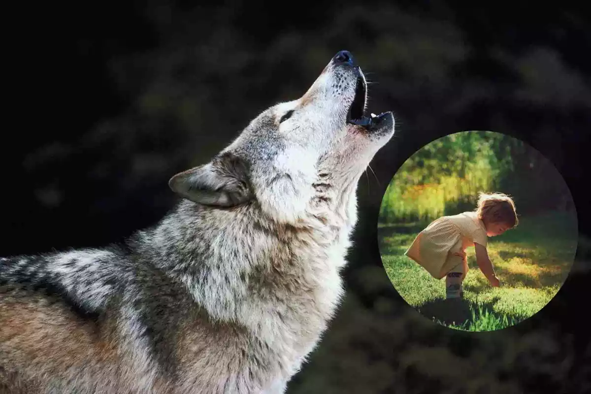 Un fotomontaje de un lobo aullando con la imagen de una niña
