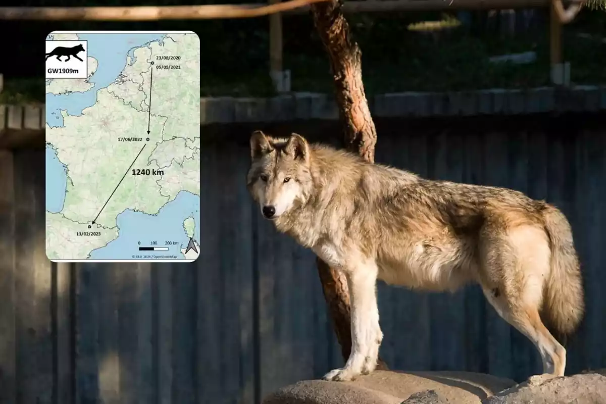 Lobo junto a un mapa del recorrido que ha hecho