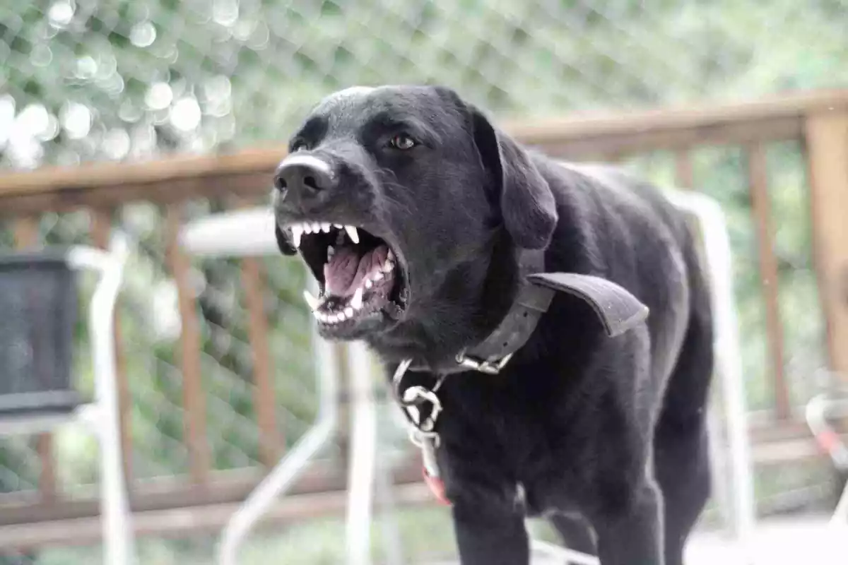 Imagen de recurso de un perro agresivo
