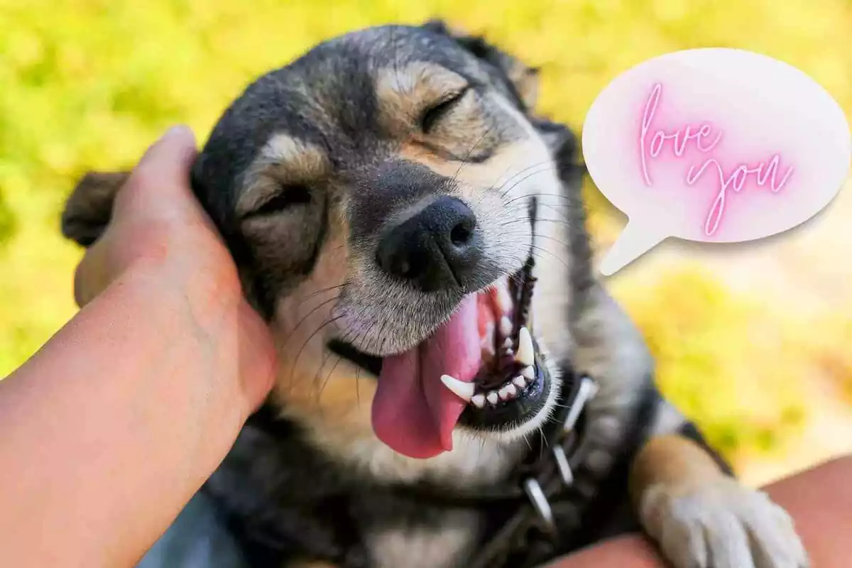 Fotomontaje de un perro con un bocadillo de cómic donde pone 'love you'