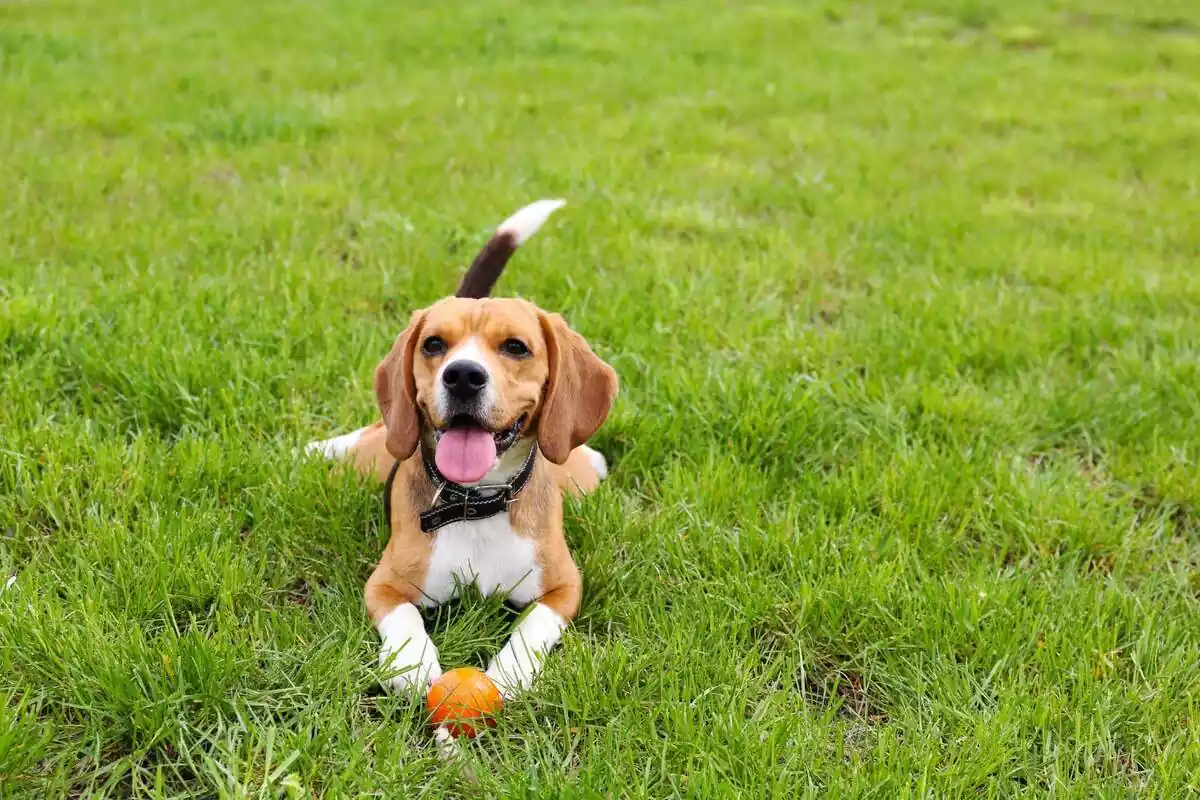 Perro feliz sobre la hierba