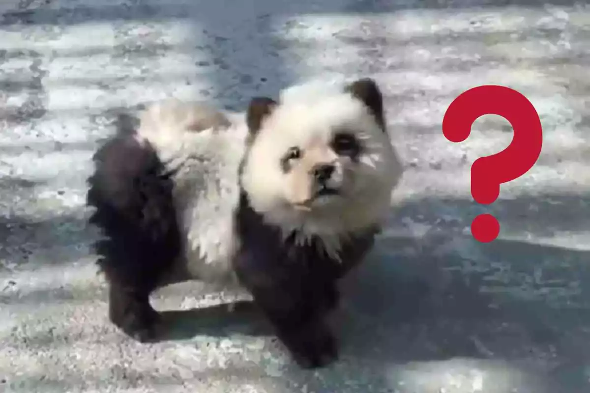 Imagen de un perro panda en un zoológico de China