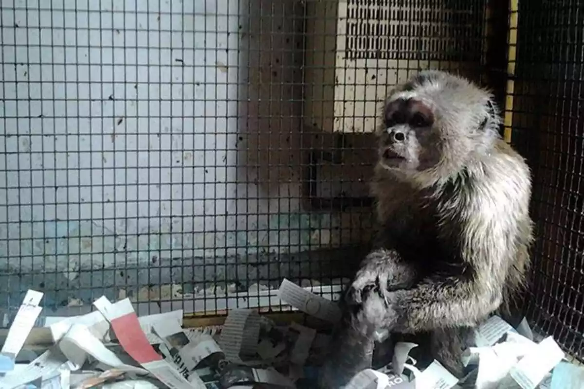 Linito, el mono que vivía cautivo en un piso de Barcelona, dentro de su jaula